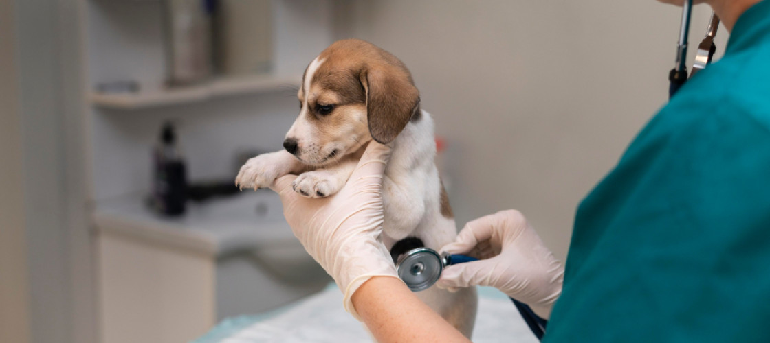 Wydział Nauk Biologicznych i Weterynaryjnych w Toruniu