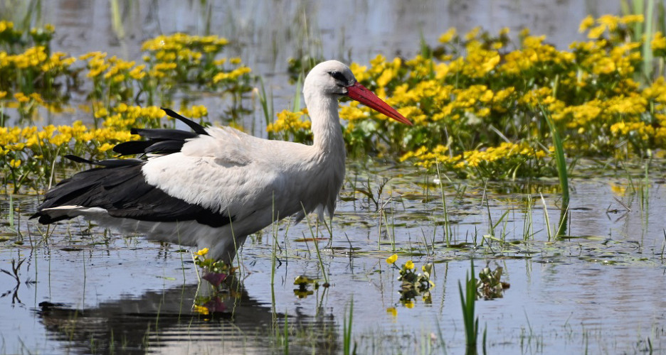 Wydział Biologii Środowiskowej w Lublinie