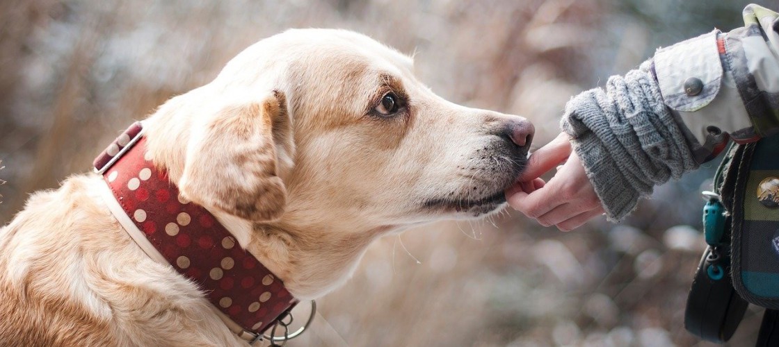 Zoopsychologia w Wyższej Szkole Bezpieczeństwa