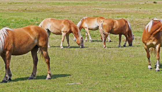 Zootechnika we Wrocławiu