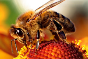 Uczelnia Techniczno-Handlowa domem dla pszczół