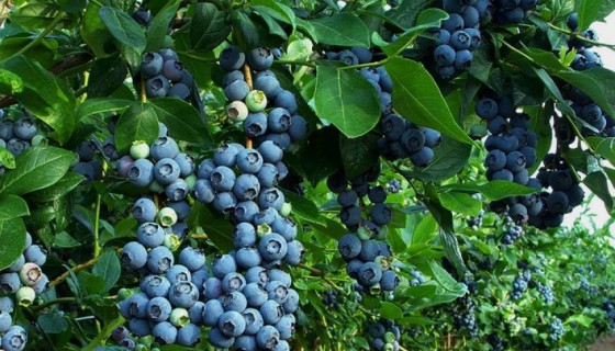 Studia rolnicze i przyrodnicze w Krakowie i Małopolsce