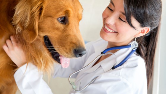 Weterynaria w Warszawie