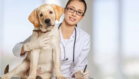 Weterynaria we Wrocławiu