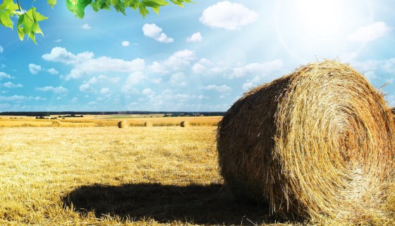 Rolnictwo w Olsztynie