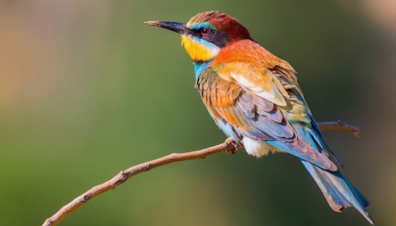 Studia rolnicze i przyrodnicze w Katowicach i na Śląsku