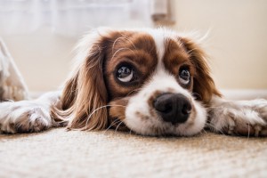 Weterynaria - co zdawać na maturze, żeby się dostać na studia?