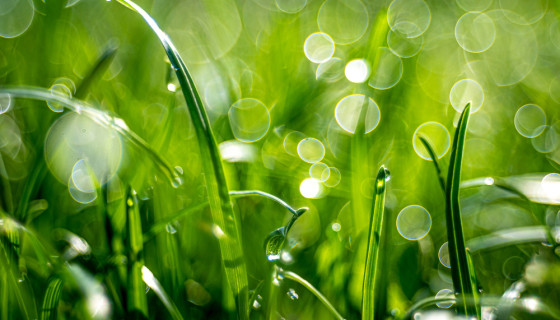 Ochrona środowiska w Gdańsku