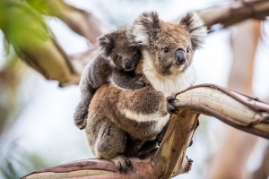 Uczelnie Vistula wspierają Australię