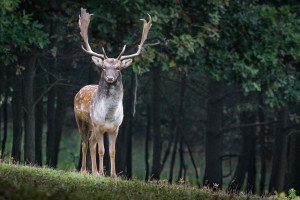 UWM w Olsztynie - „Łowiectwo i aktywne formy zarządzania populacjami dzikich zwierząt”