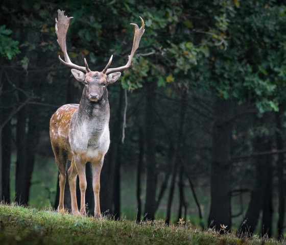 UWM w Olsztynie - „Łowiectwo i aktywne formy zarządzania populacjami dzikich zwierząt”