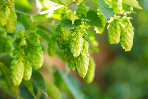 Studia rolnicze i przyrodnicze w Rzeszowie i woj. podkarpackim