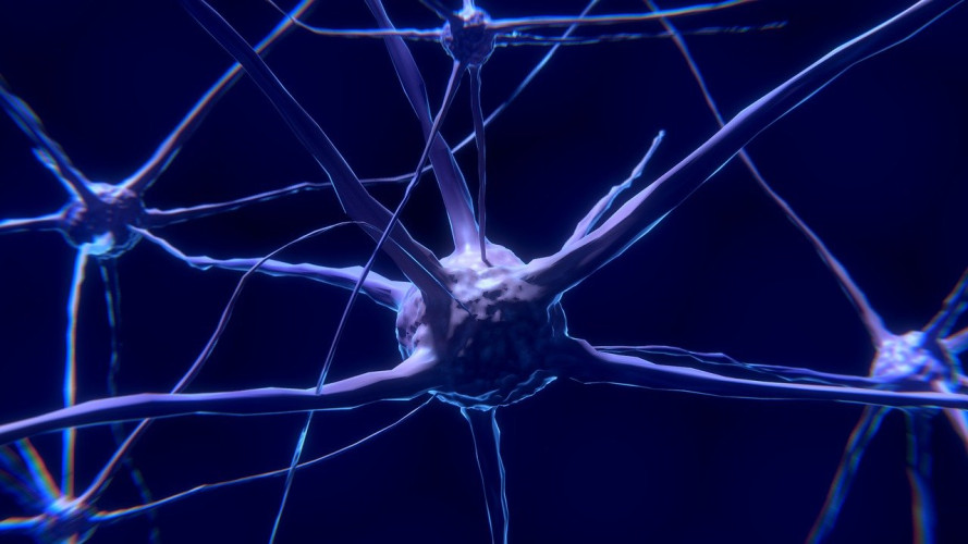 Neurobiologia w Krakowie