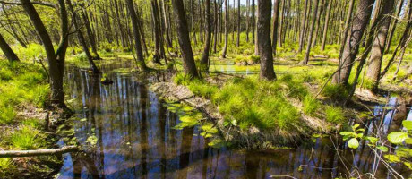 Zarządzanie siedliskami przyrodniczymi obszarów wiejskich