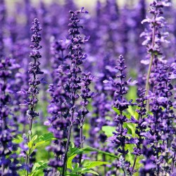 Biologiczno-przyrodnicze